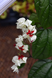 Bleeding Heart Vine (Clerodendrum thomsoniae) at A Very Successful Garden Center