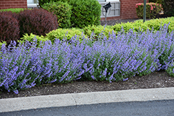 Cat's Meow Catmint (Nepeta x faassenii 'Cat's Meow') at A Very Successful Garden Center