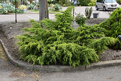 Gold Coast Juniper (Juniperus x media 'Gold Coast') at A Very Successful Garden Center