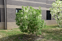 Spring Fleecing Fringetree (Chionanthus virginicus 'Spring Fleecing') at A Very Successful Garden Center