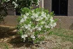 White Knight Fringetree (Chionanthus virginicus 'White Knight') at A Very Successful Garden Center