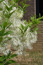 White Knight Fringetree (Chionanthus virginicus 'White Knight') at Lakeshore Garden Centres