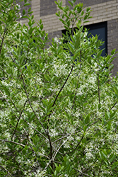 Emerald Knight Fringetree (Chionanthus virginicus 'Emerald Knight') at Lakeshore Garden Centres