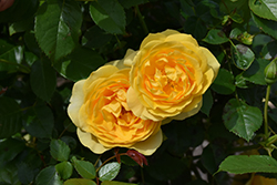 Julia Child Rose (Rosa 'WEKvosstuno') at Stonegate Gardens