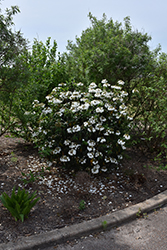 Spring Lace Viburnum (Viburnum 'Spring Lace') at Stonegate Gardens