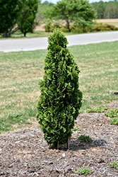 Brobeck's Tower Arborvitae (Thuja occidentalis 'Brobeck's Tower') at A Very Successful Garden Center