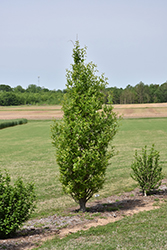 Wind Candle Oak (Quercus x warei 'Wind Candle') at A Very Successful Garden Center