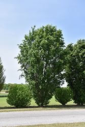 Everclear Elm (Ulmus parvifolia 'BSNUPF') at A Very Successful Garden Center