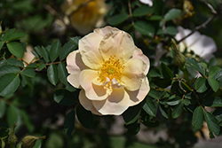 Above And Beyond Rose (Rosa 'ZLEeltonStrack') at Stonegate Gardens