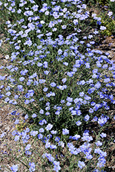 Sapphire Perennial Flax (Linum perenne 'Sapphire') at A Very Successful Garden Center
