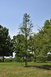Prairie Sentinel Pond Cypress (Taxodium ascendens 'Prairie Sentinel') at A Very Successful Garden Center