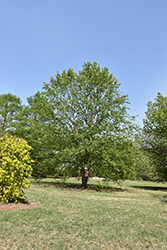 Dura Heat River Birch (Betula nigra 'Dura Heat') at A Very Successful Garden Center