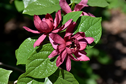 Common Sweetshrub (Calycanthus floridus) at A Very Successful Garden Center