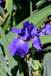 Oxmoor Hills Iris (Iris 'Oxmoor Hills') at A Very Successful Garden Center