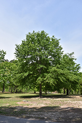 Water Oak (Quercus nigra) at Lakeshore Garden Centres
