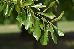 Water Oak (Quercus nigra) at A Very Successful Garden Center