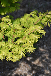 Amber Glow Dawn Redwood (Metasequoia glyptostroboides 'WAH-08AG') at Stonegate Gardens