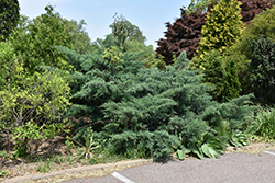 Poyo Redcedar (Juniperus virginiana 'Poyo') at A Very Successful Garden Center