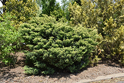 Dream Joy Juniper (Juniperus squamata 'Dream Joy') at A Very Successful Garden Center