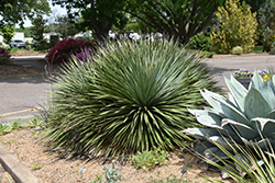 Mexican Grass Tree (Dasylirion quadrangulatum) at A Very Successful Garden Center