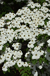 Hyperion Flowering Dogwood (Cornus 'KF111-1') at A Very Successful Garden Center