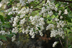 Sapphireberry (Symplocos paniculata) at Stonegate Gardens