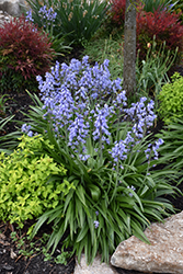 Spanish Bluebell (Hyacinthoides hispanica) at A Very Successful Garden Center