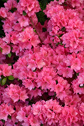 Tradition Azalea (Rhododendron 'Tradition') at A Very Successful Garden Center