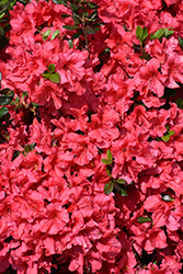 Johanna Azalea (Rhododendron 'Johanna') at Lakeshore Garden Centres