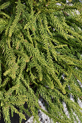 Araucarioides Japanese Cedar (Cryptomeria japonica 'Araucarioides') at A Very Successful Garden Center