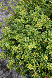 Schwoebel's Compact Japanese Holly (Ilex crenata 'Schwoebel Compacta') at A Very Successful Garden Center