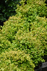 Petite Pillar Boxwood (Buxus sempervirens 'MonAlex') at A Very Successful Garden Center