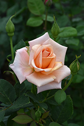 Sunset Celebration Rose (Rosa 'Sunset Celebration') at Lakeshore Garden Centres