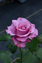 Neptune Rose (Rosa 'WEKhilpurnil') at A Very Successful Garden Center
