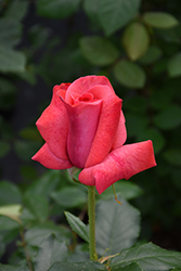 Cinnamon Dolce Rose (Rosa 'Meitadeha') at A Very Successful Garden Center