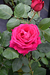 Sweet Spirit Rose (Rosa 'Meithatie') at A Very Successful Garden Center