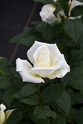 John F. Kennedy Rose (Rosa 'JFK') at A Very Successful Garden Center