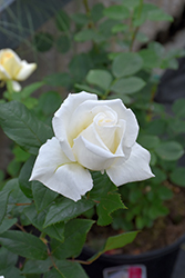 Queen Mary 2 Rose (Rosa 'Meifaissel') at Lakeshore Garden Centres
