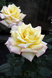 Peace Rose (Rosa 'Peace') at A Very Successful Garden Center
