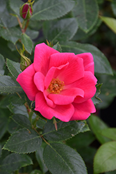 Kolorscape Flamingo Rose (Rosa 'KORhopiko') at A Very Successful Garden Center