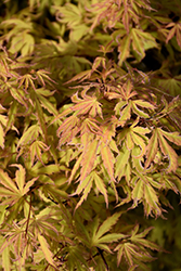 Metamorphosa Japanese Maple (Acer palmatum 'ARJOS1') at Lakeshore Garden Centres