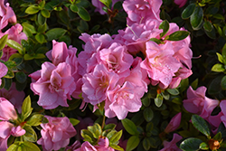 Perfecto Mundo Double Pink Azalea (Rhododendron 'NCRX3') at A Very Successful Garden Center