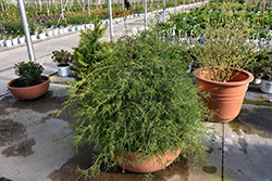 Hawire Lawson Falsecypress (Chamaecyparis lawsoniana 'SMNCLUTL') at A Very Successful Garden Center