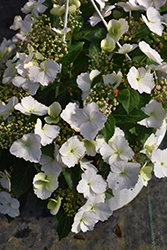 Fairytrail Bride Cascade Hydrangea (Hydrangea 'USHYD0405') at A Very Successful Garden Center