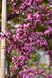 Midnight Express Redbud (Cercis canadensis 'RNI-RCC3') at Lakeshore Garden Centres