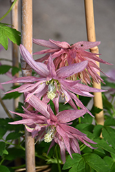 Sparky Pink Clematis (Clematis 'Zocoro') at A Very Successful Garden Center