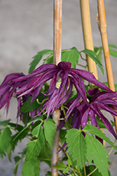 Sparky Purple Clematis (Clematis 'ZoOct') at A Very Successful Garden Center