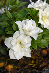 Perfecto Mundo Double White Azalea (Rhododendron 'NCRX5') at Stonegate Gardens