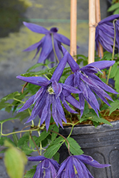 Sparky Blue Clematis (Clematis 'Zospi') at Lakeshore Garden Centres
