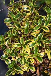 Waxwing Lime Mirror Bush (Coprosma repens 'NGCOP6') at A Very Successful Garden Center
